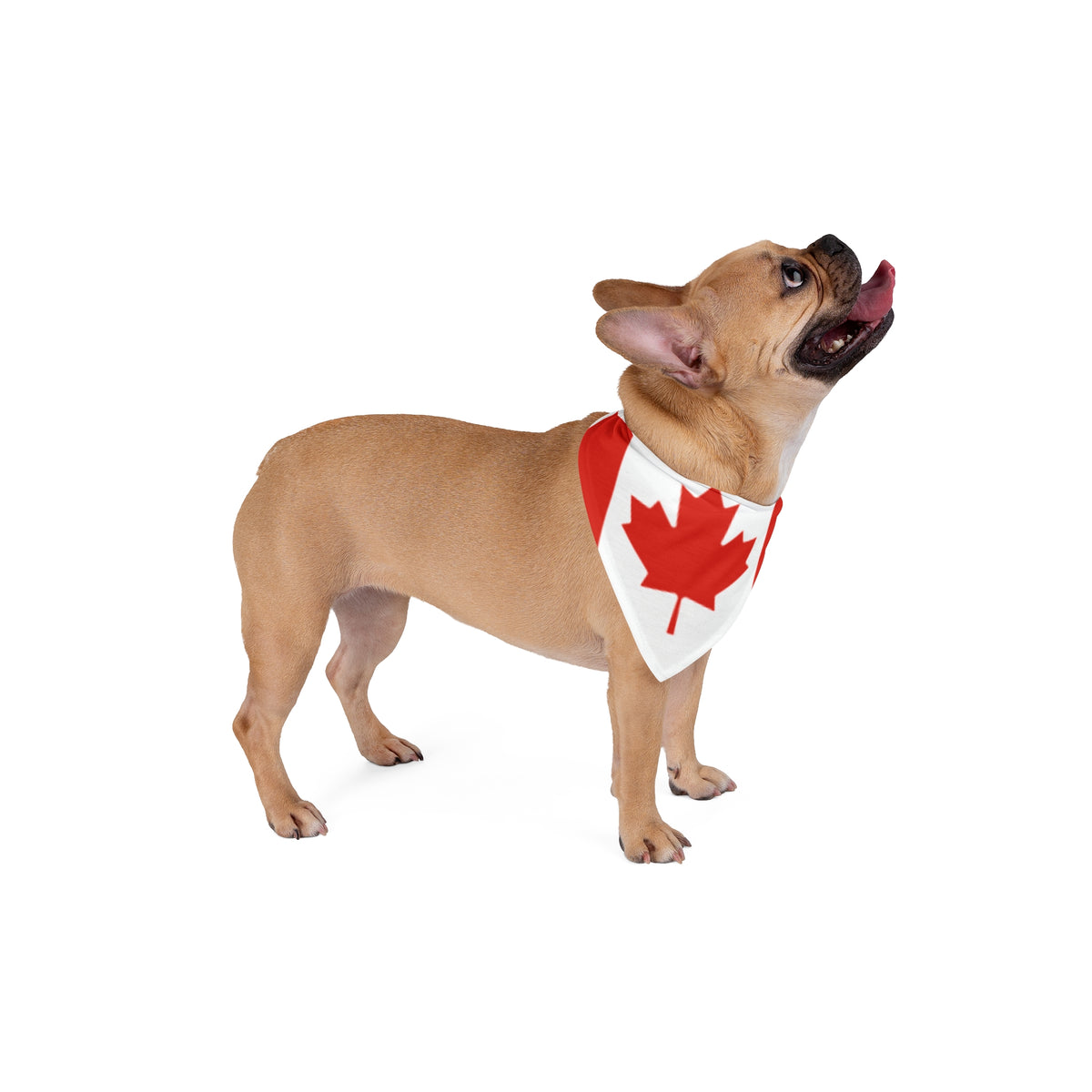 Pet Bandana Canada