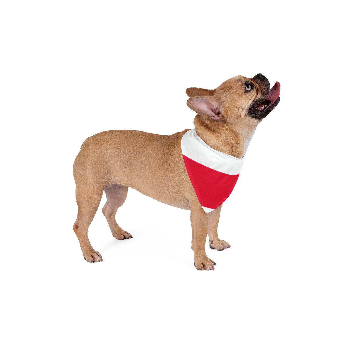 Pet Bandana Poland